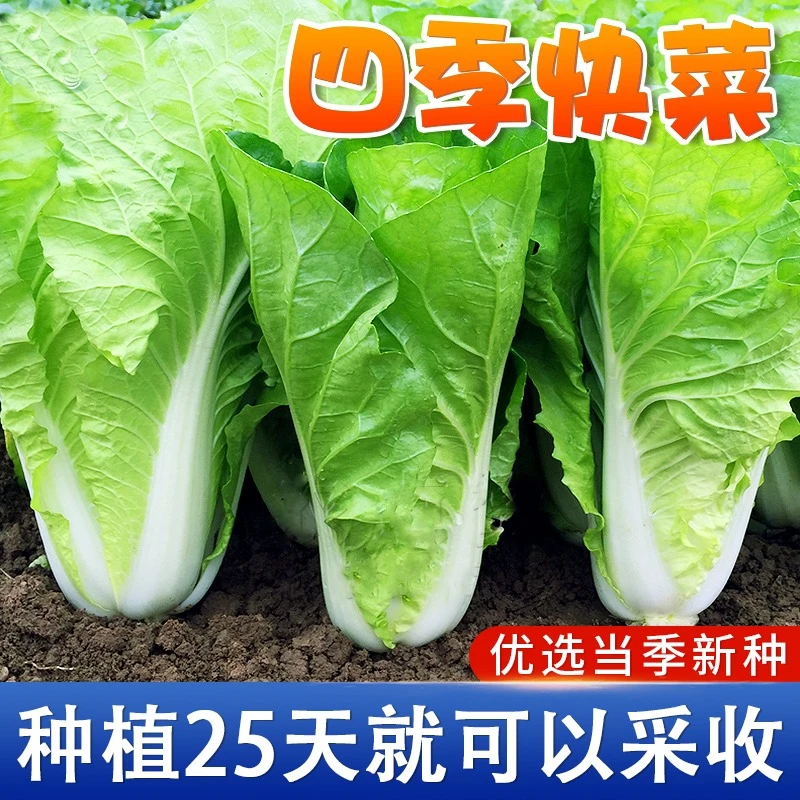 【四季快菜种子】速生甜脆小白菜种籽耐热耐寒院子盆栽阳台蔬菜种子