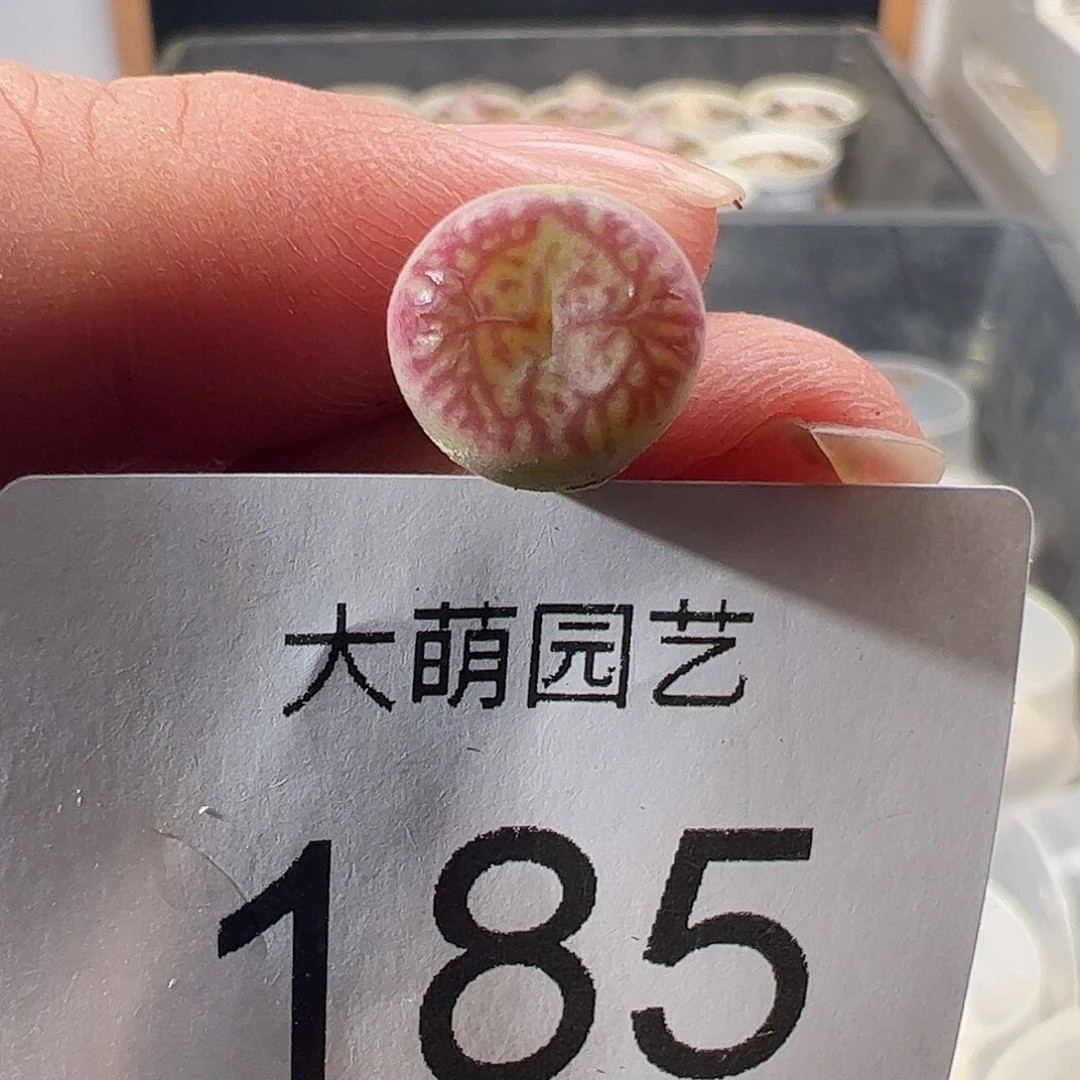 一物一拍。      185