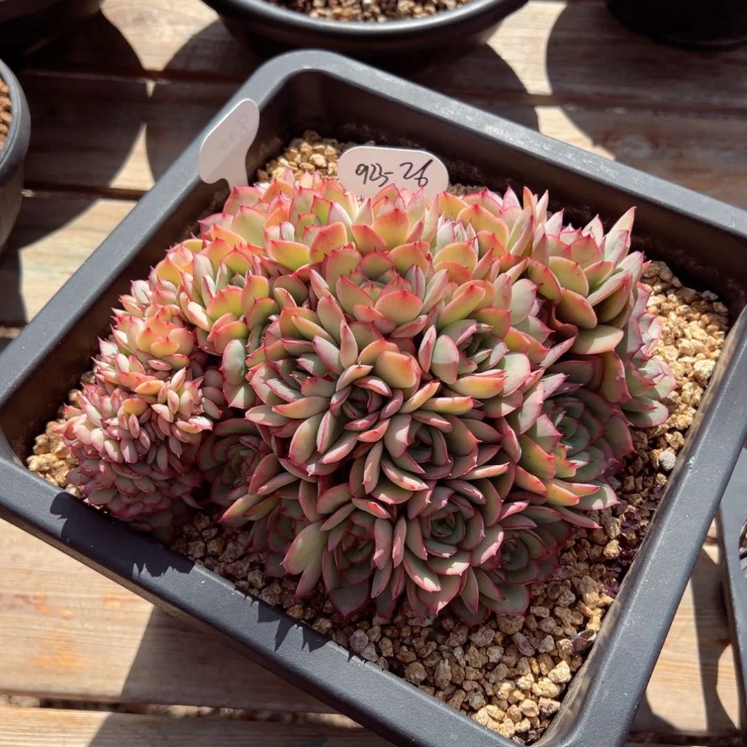 小***奇0123-26牡丹亭缀化