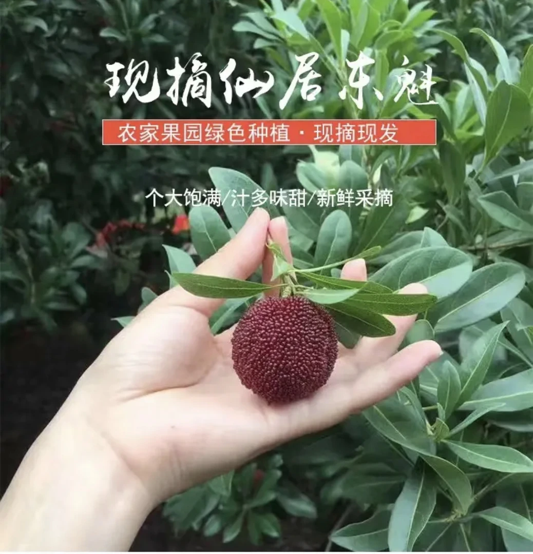 【仙居东魁杨梅】主推7A(18-23克)京东冷链新鲜采摘礼盒装箱3/6斤