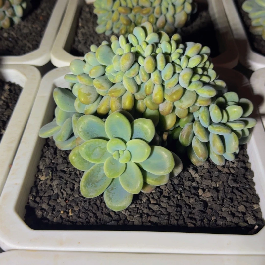 洛神 缀化 一物一拍