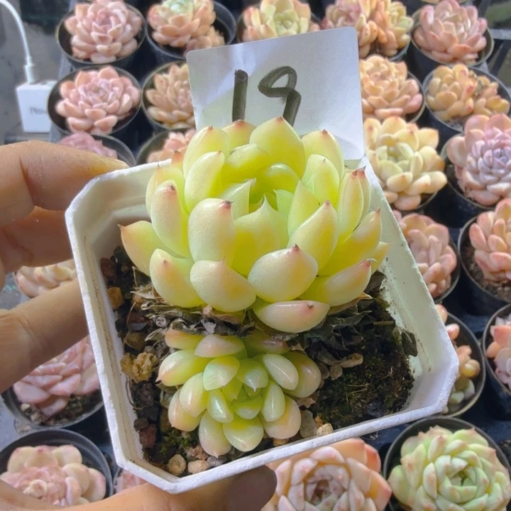 19.亲亲呜呜呜呜呜呜呜呜呜呜呜