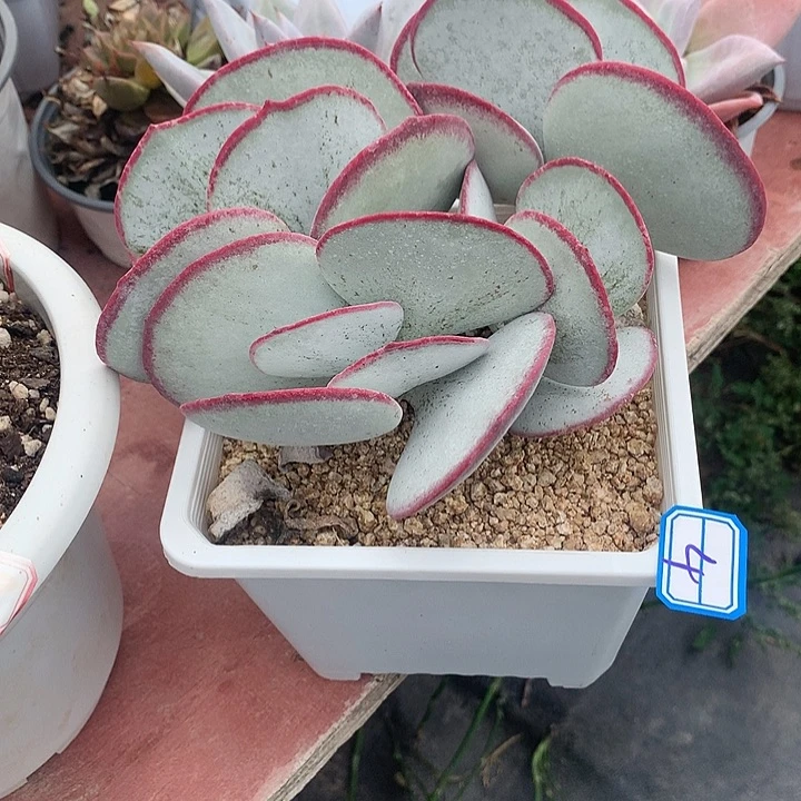 秋***寒一物一拍白眉多肉4