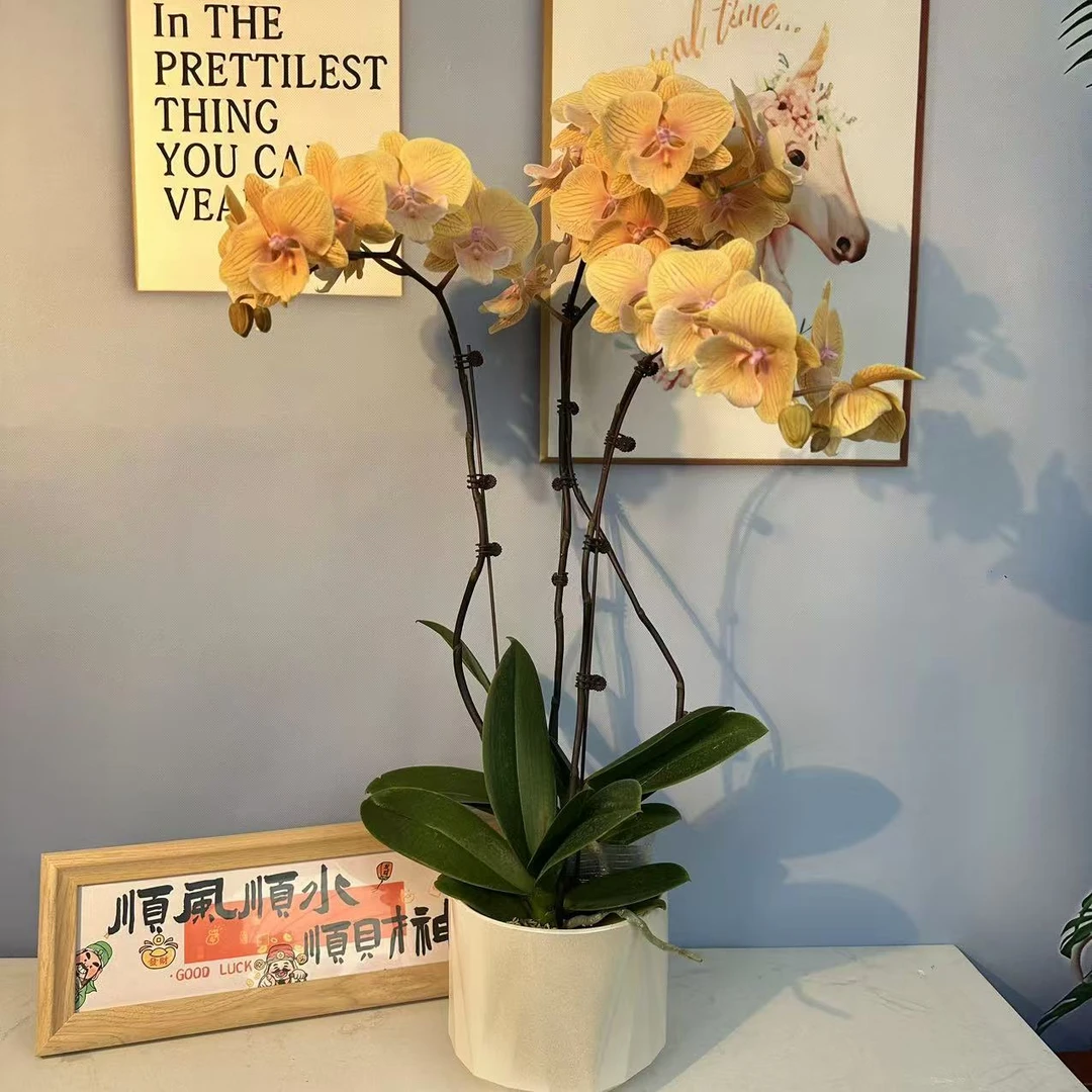 (银河）精品蝴蝶兰室内盆栽-吉多多夏日樱花