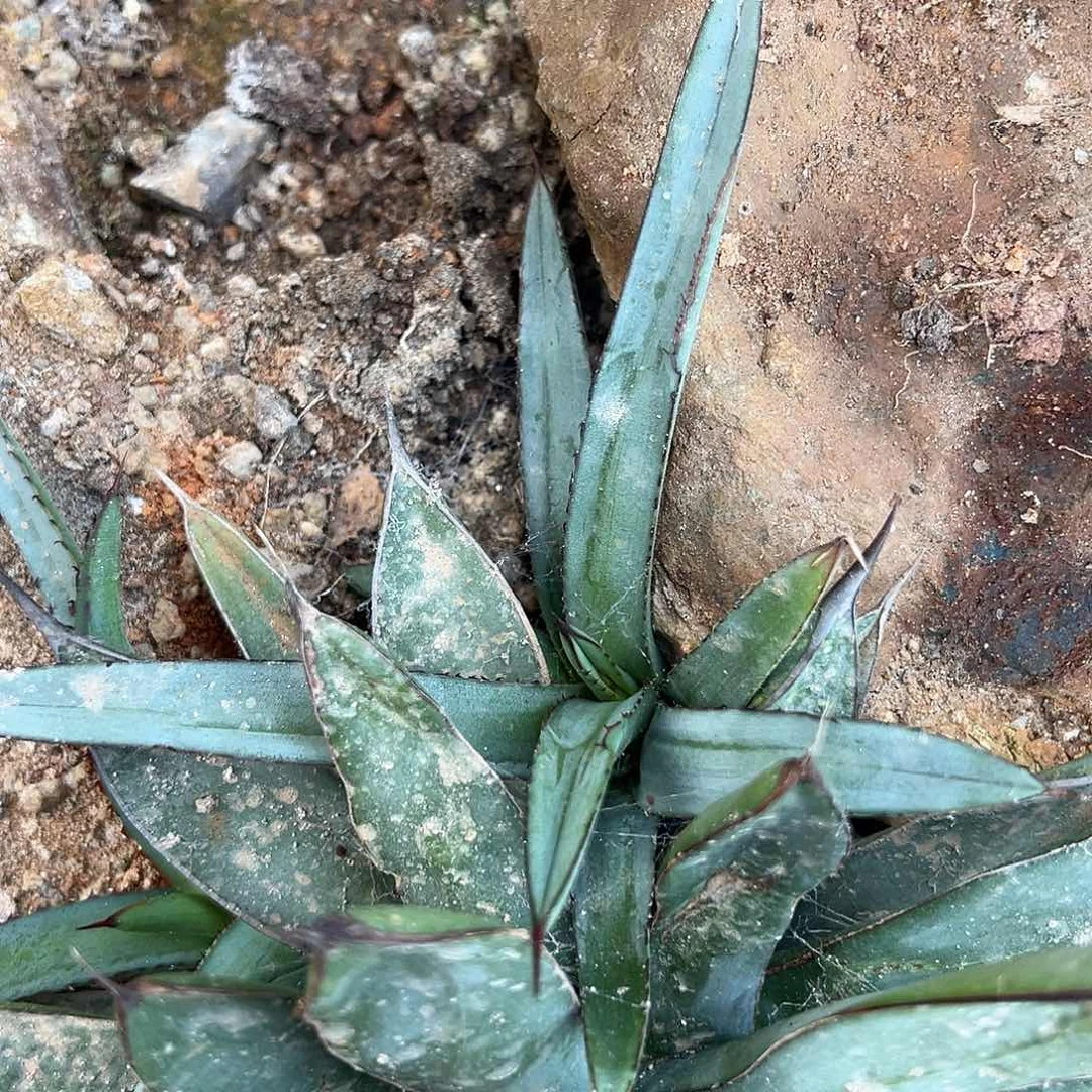 女王刺龙舌兰  hhhh