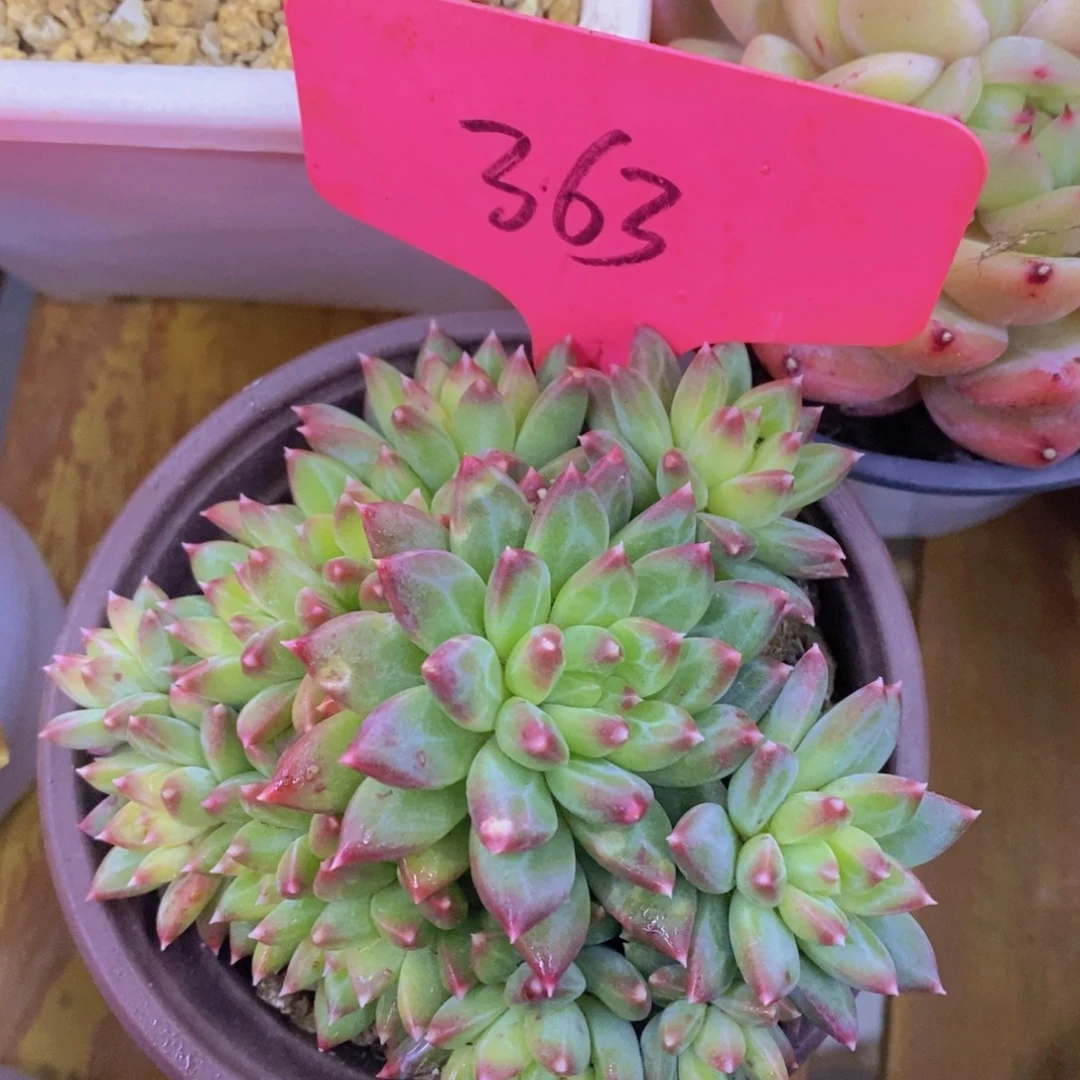 跨年夜，福利专场，一单就包邮，感谢大家