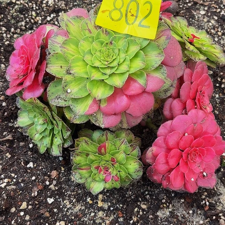 多肉植物知否802个