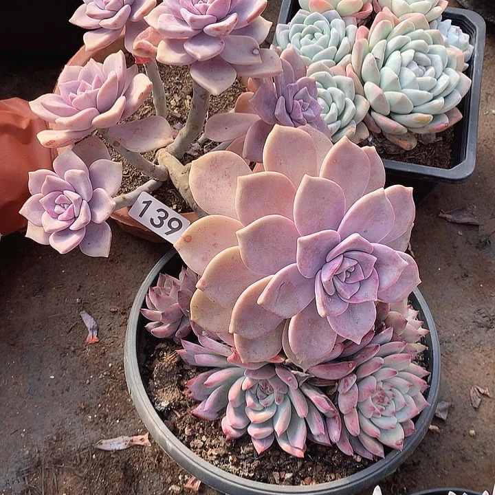 139紫乐 一物一拍多肉