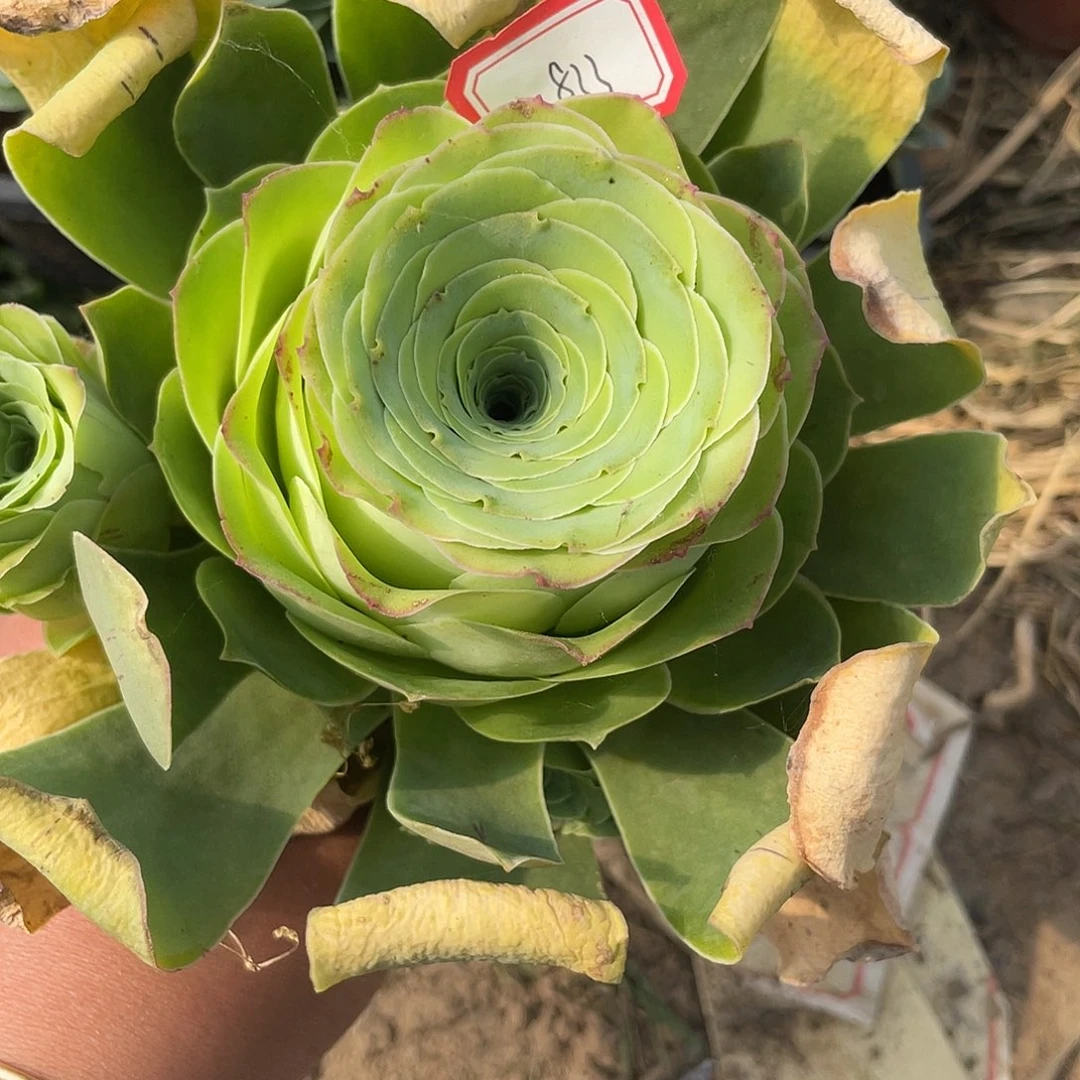 山地玫瑰单头 833