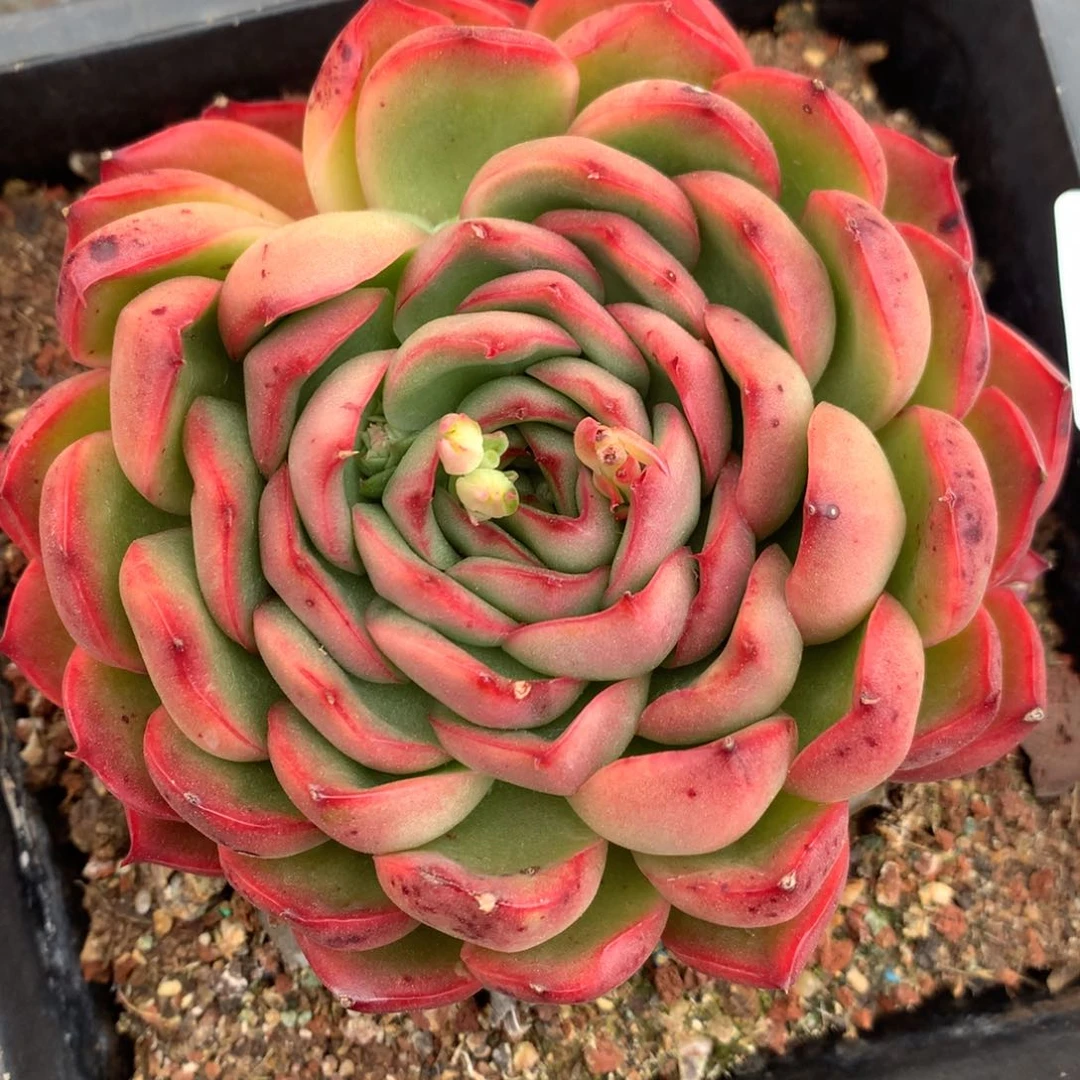 5759杂交多肉植物