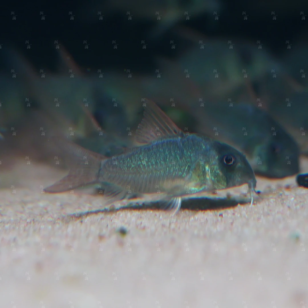 【洄游】小红帆鼠鱼 南美热带观赏鱼小鱼混养/定水检疫/满200包邮