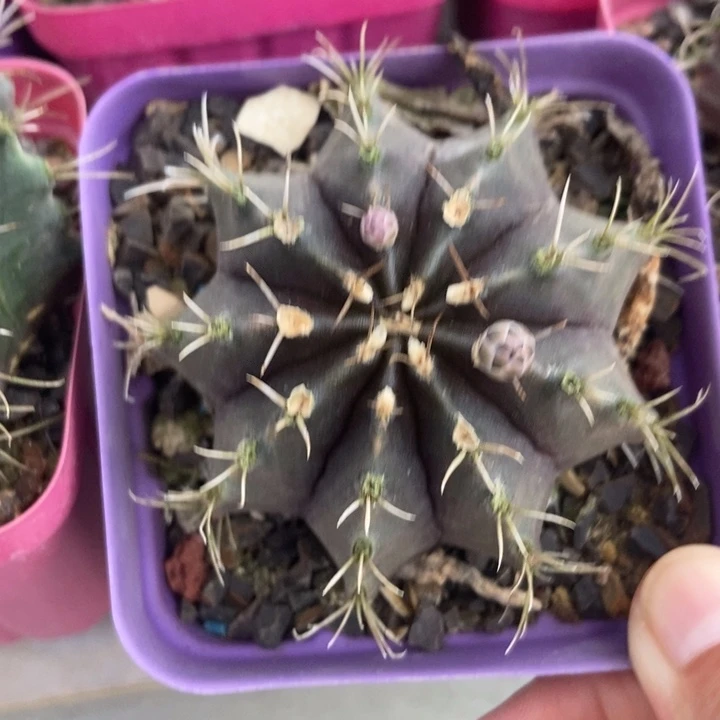 肋骨牡丹一棵实生球