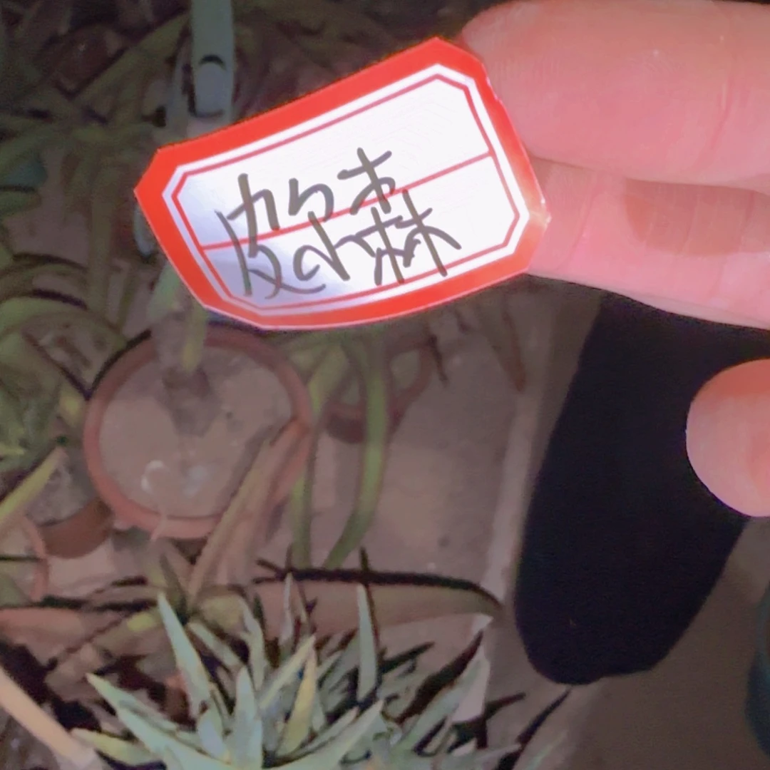 L***波块根植物块根植物