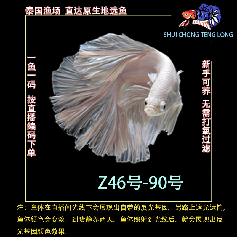 水宠腾隆Z46-90号泰国斗鱼半月将军狮王马尾热带观赏鱼新手可养