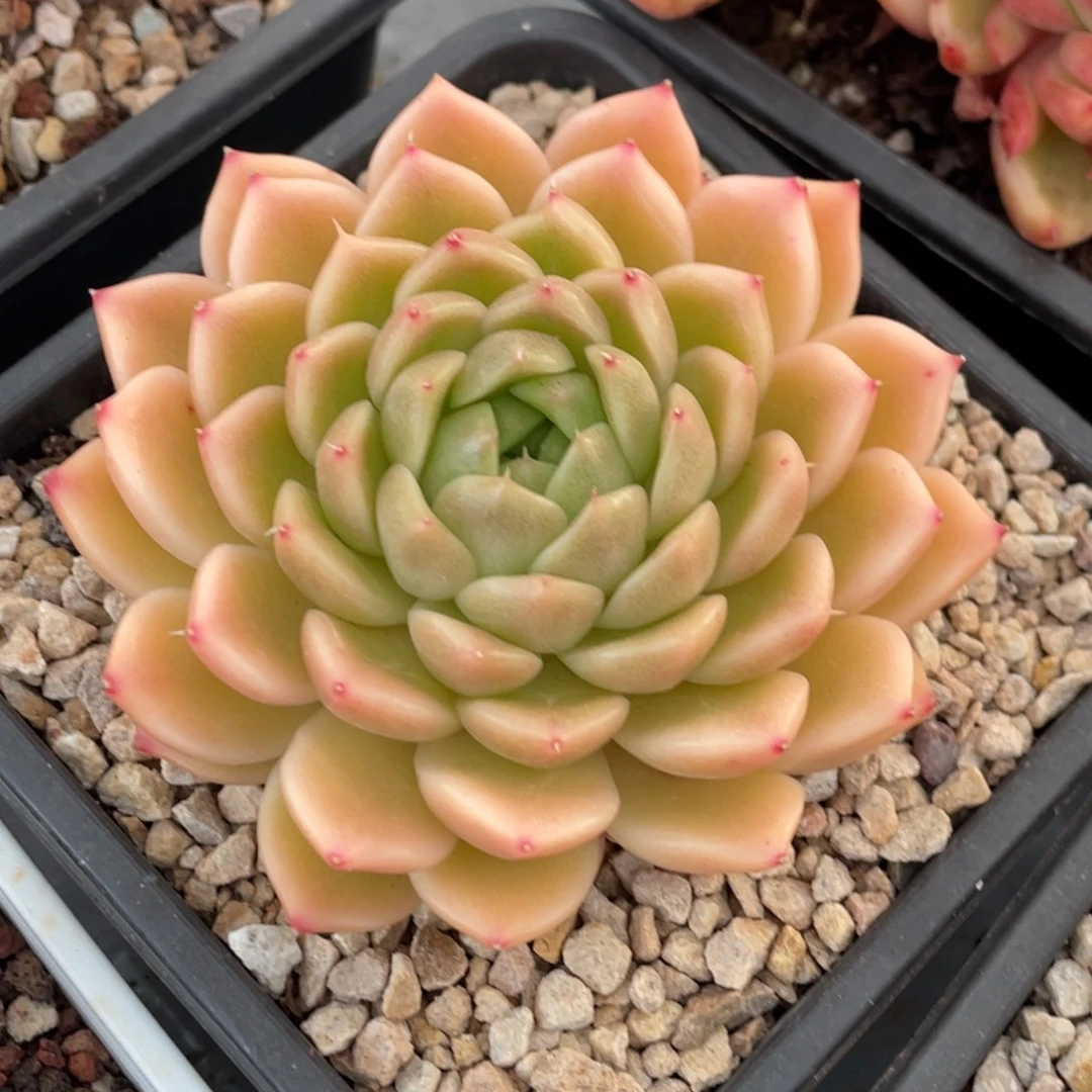 东云黄色大单头9公分以上