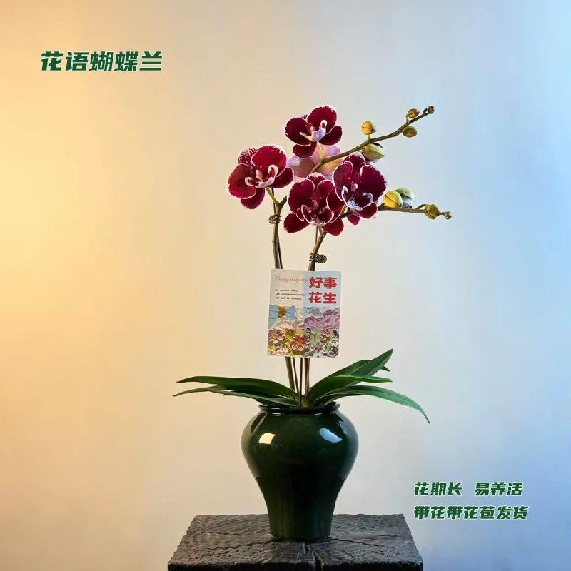 蝴蝶兰【圆舞曲】 带花带花苞发货 室内客厅阳台花卉 好养易活