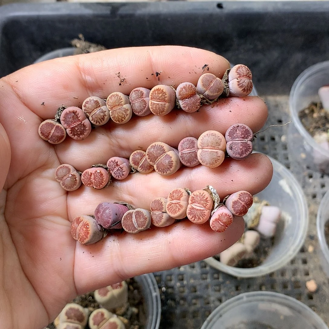 阿**7M340多肉植物