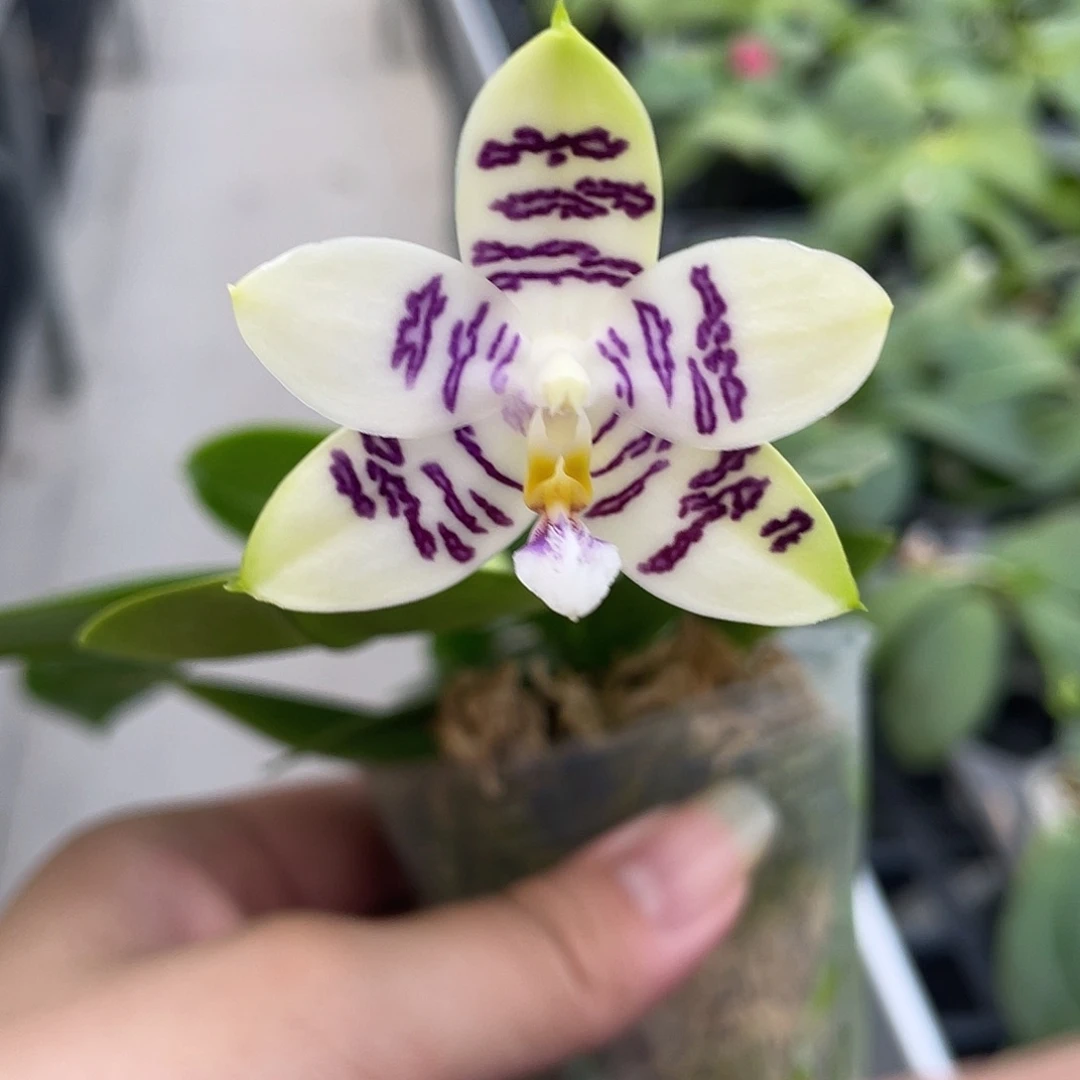 完全开放YC66开花株 65号