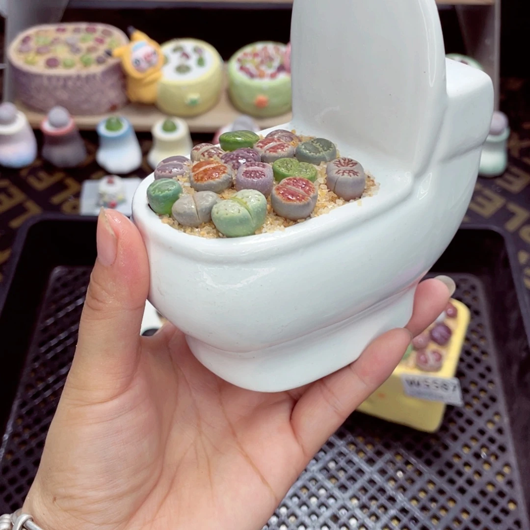 w5588 带盆土发货一物一拍