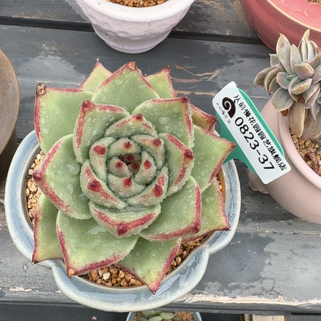 努***呀从前慢花园多肉编号0823-37