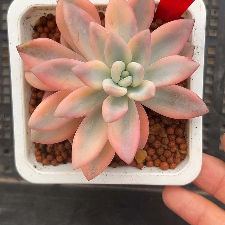 683号彩色奥普锦多肉