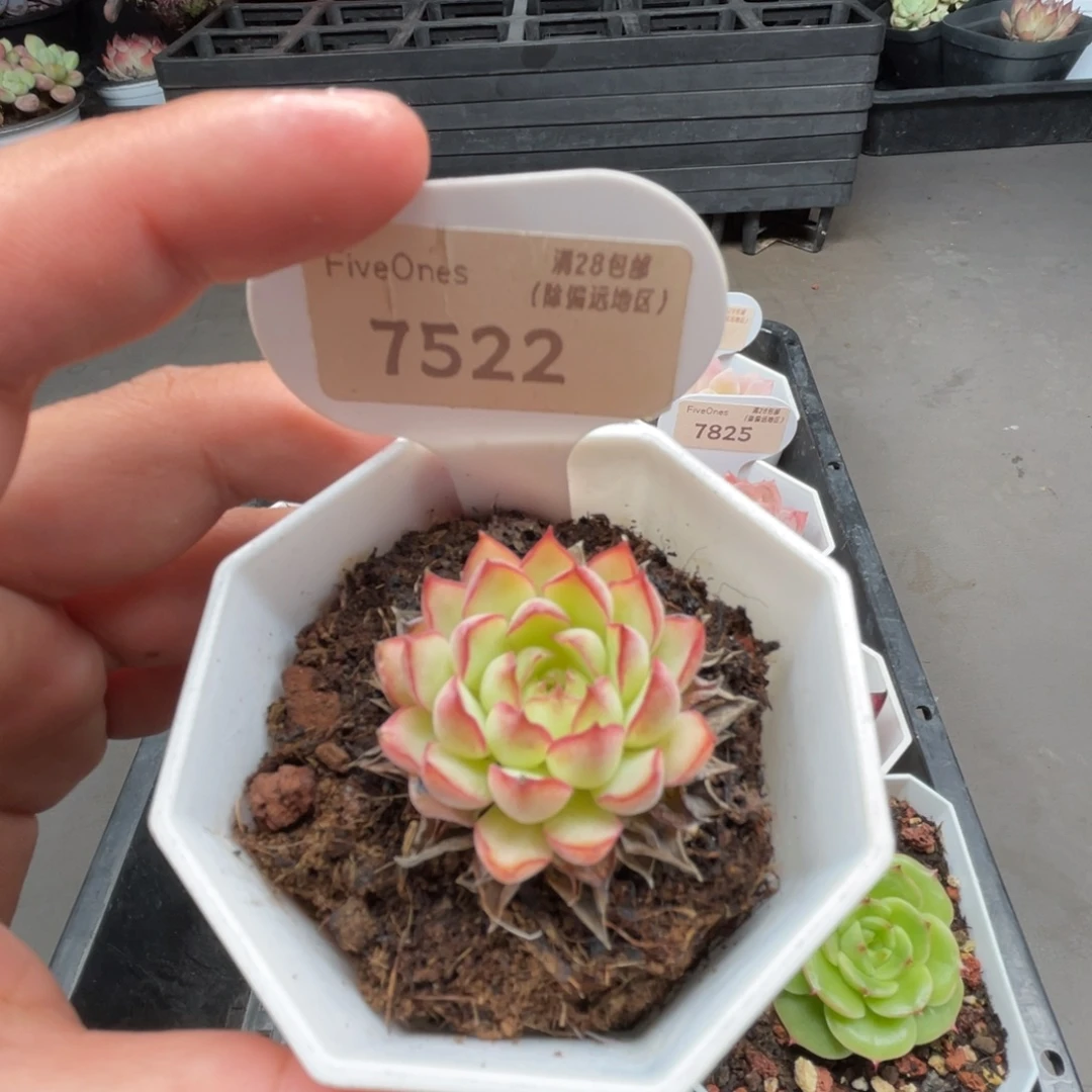 7522梦幻玫瑰3.5厘米