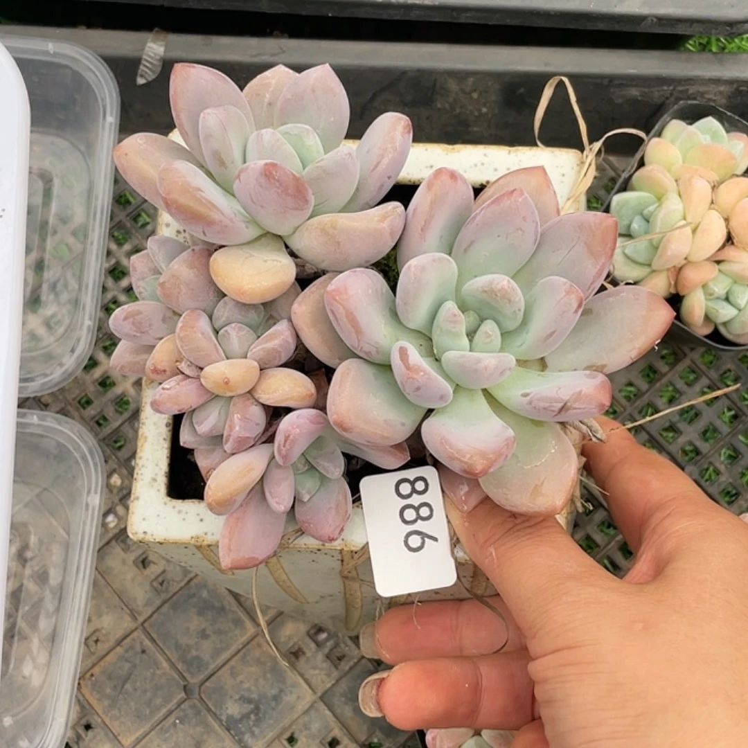 886。奥花。