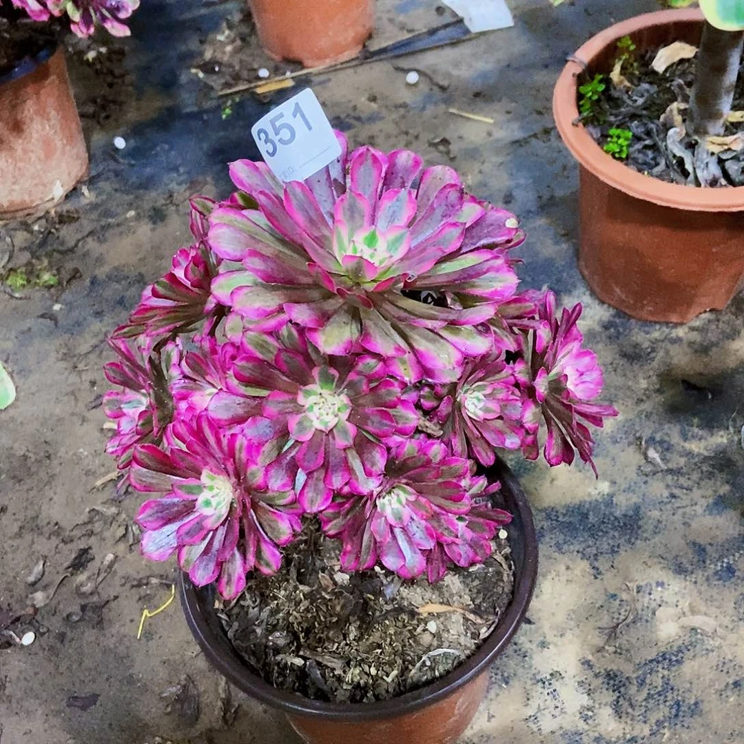 羊***喵红铜白35100000000000