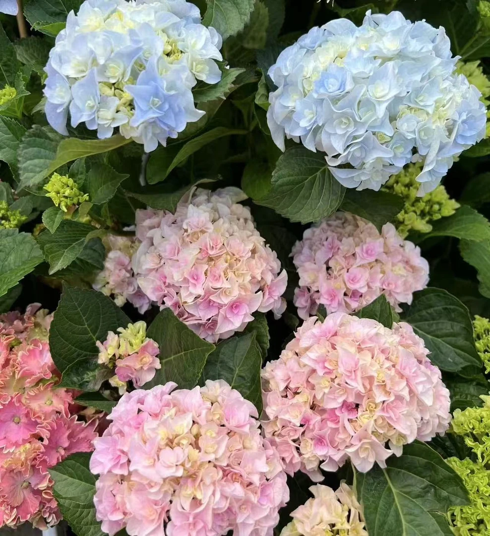 《蛋蛋》1.5加仑艾丽绣球（渲染蓝、渲染粉）渲染色重瓣绣球盆栽地栽