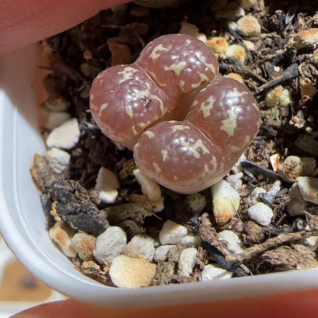 肉锥多肉植物组合-10km泡泡勋1627