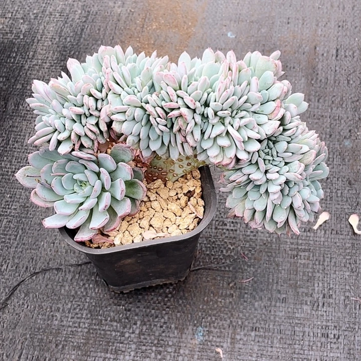 厚实板子梦露杂带胸花綴22