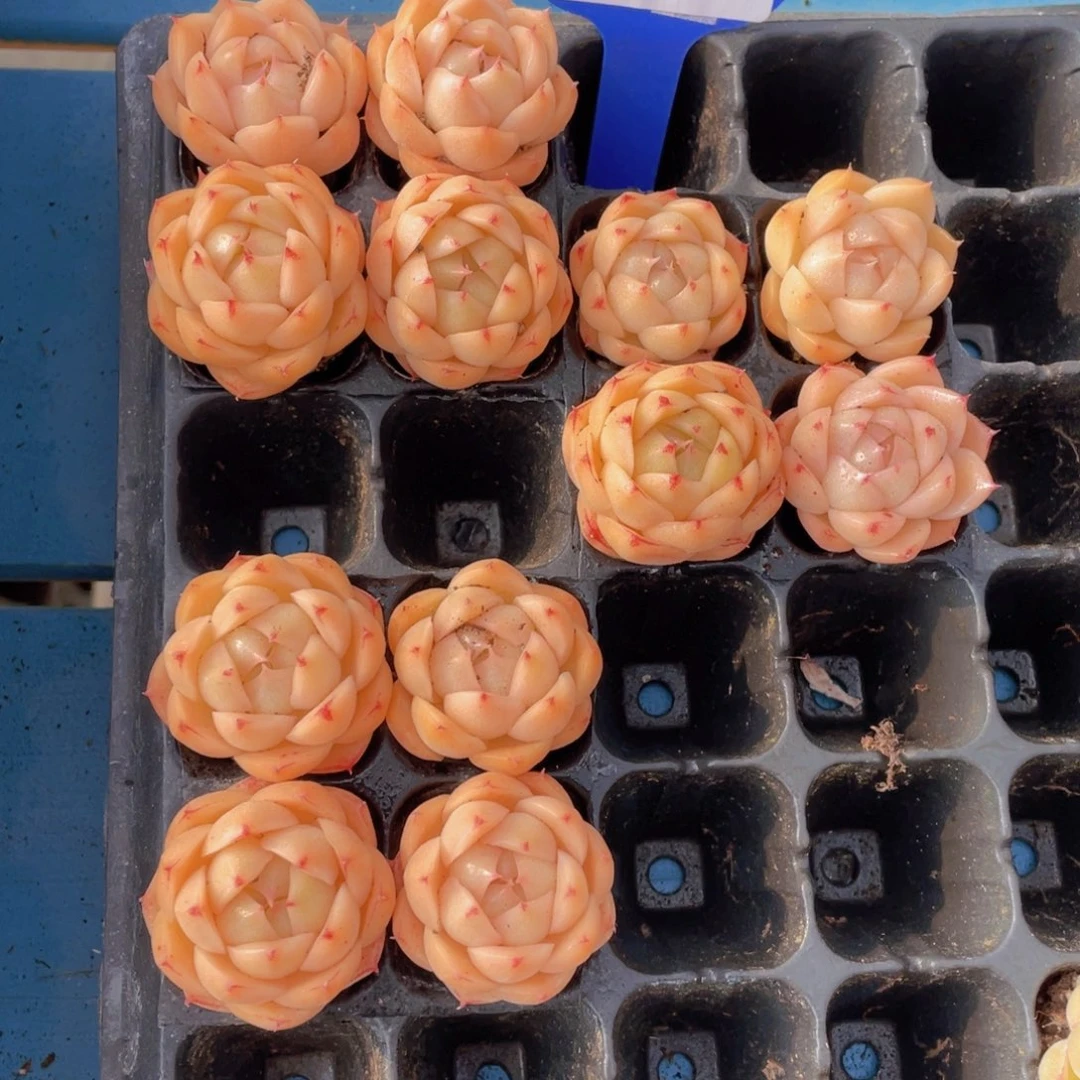 1387号 黄透包包麦秆单头四个