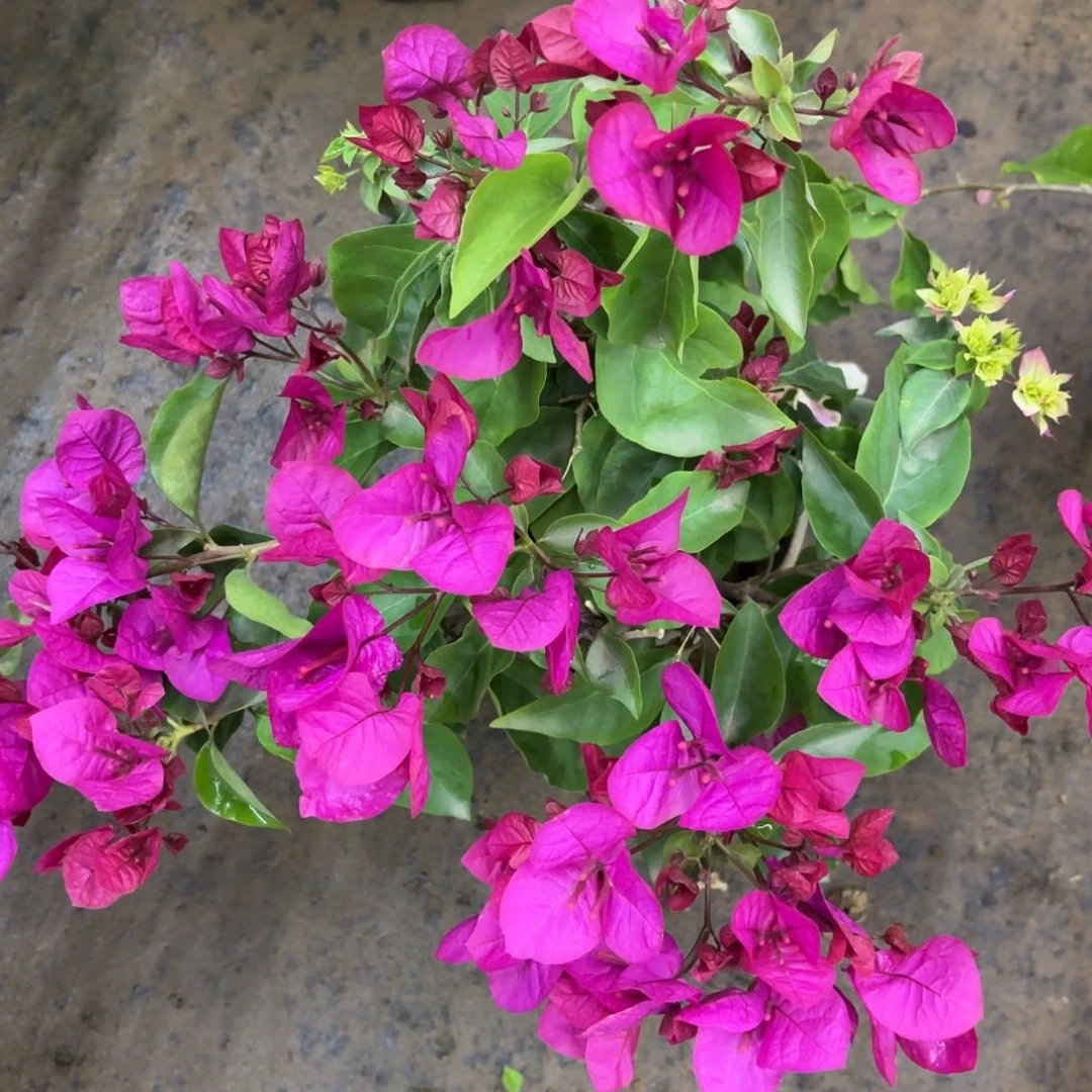 全部花苞（绿叶玫红）三角梅会落花落叶会光杆苗有大有小