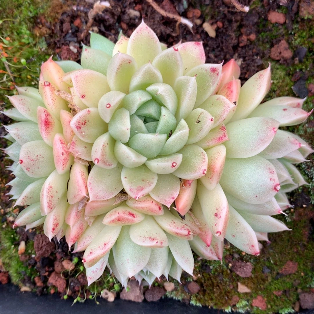 5291杂交多肉植物