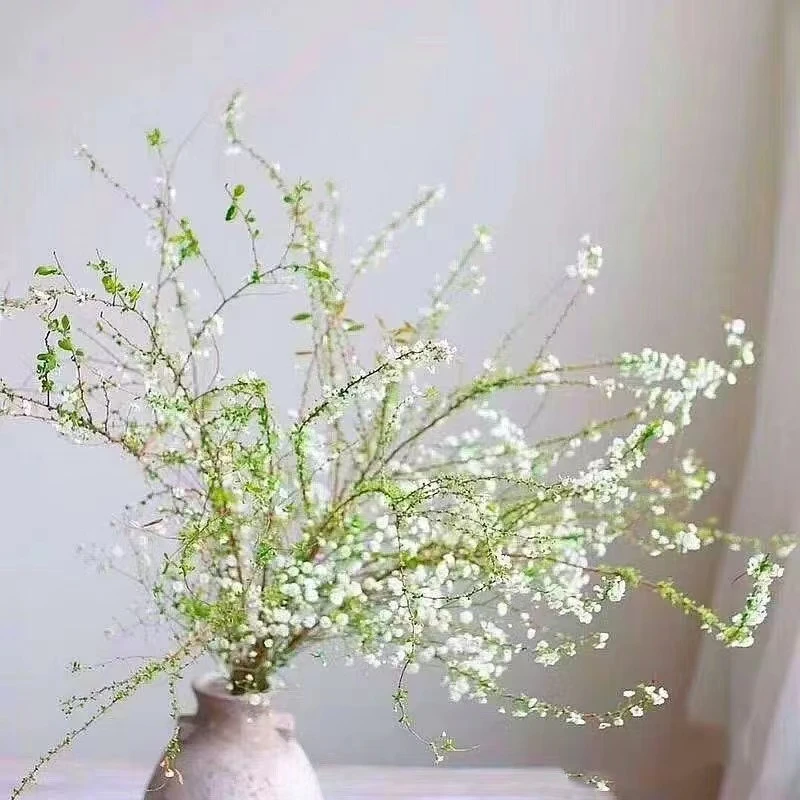 网红款鲜枝雪柳泡水开花水培冬季耐寒花卉干鲜枝遇水家居室内绿植