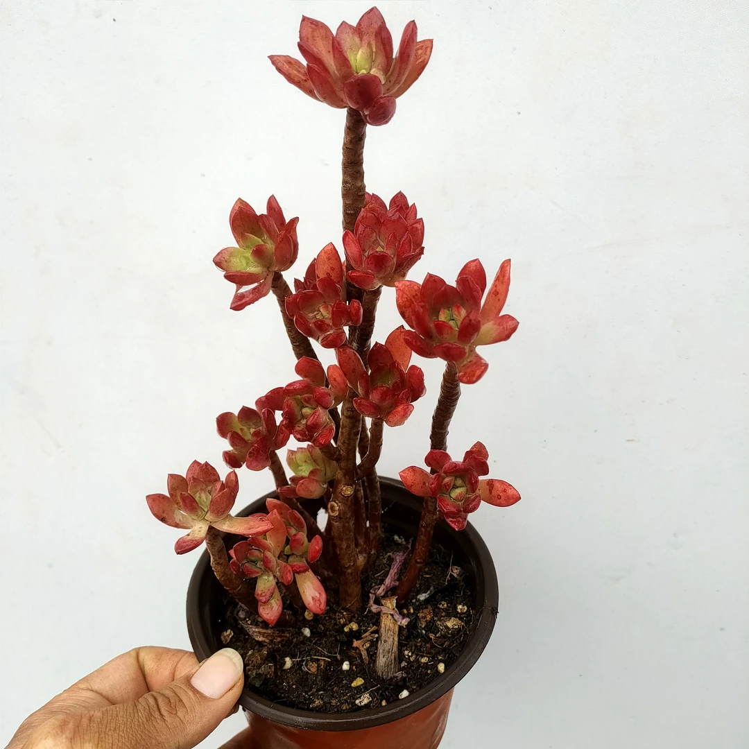 红稚莲精控 满20包邮沙漠玫瑰脱土发货多肉植物 湖南星昊多肉基地