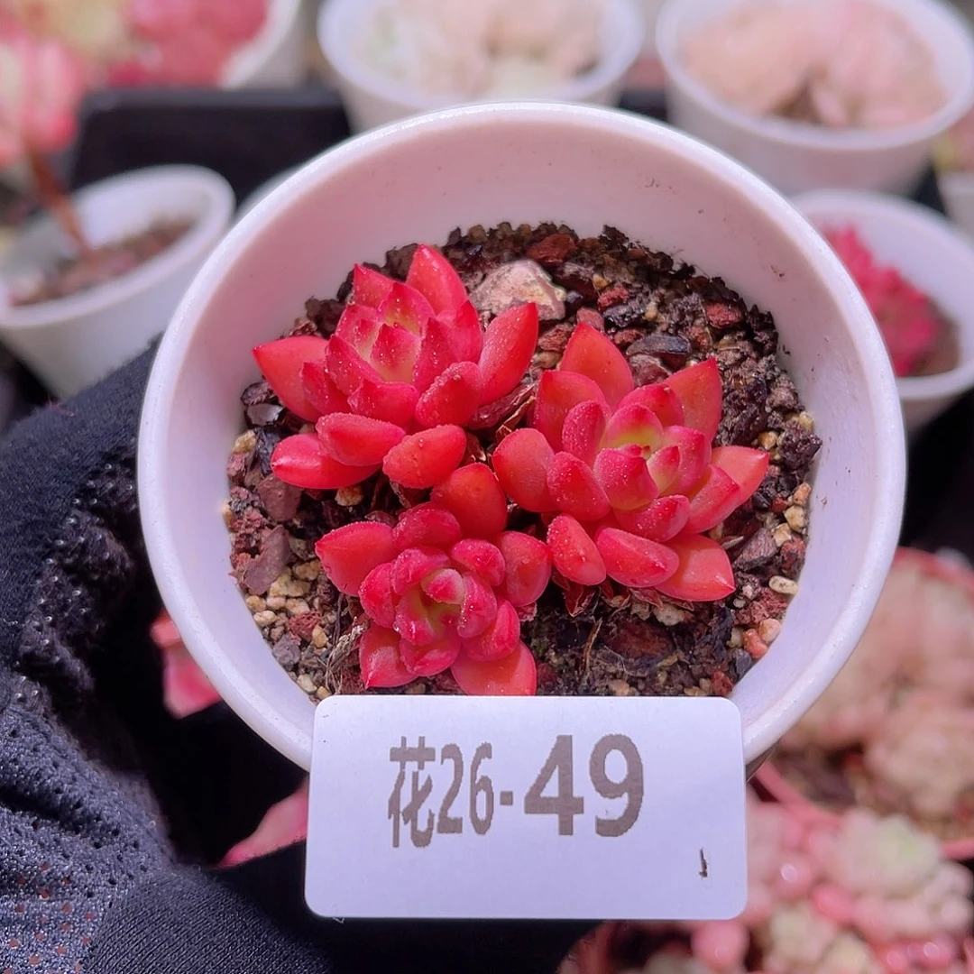 花利美26-49红酒群