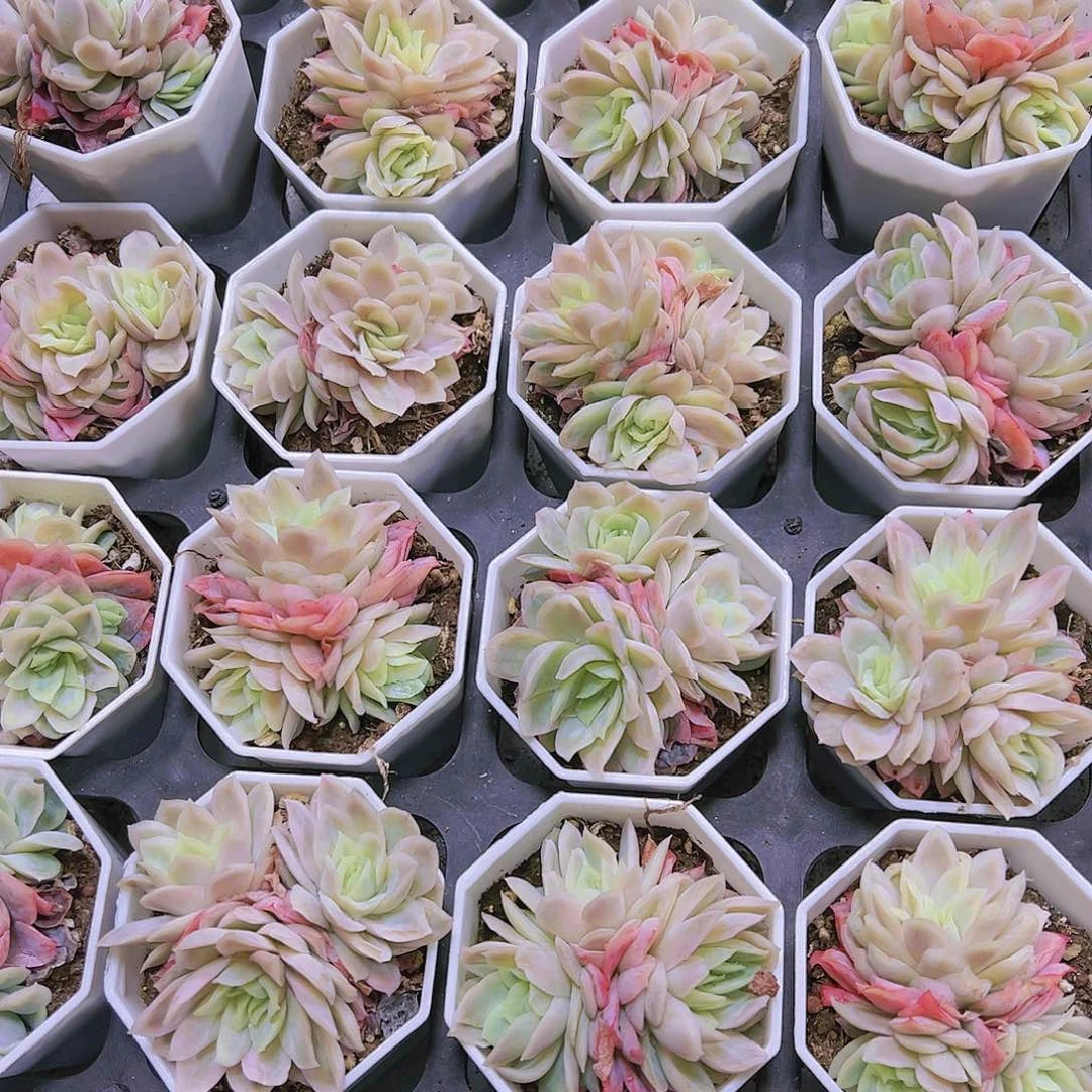 二代泡泡纱冰片锦带盆带土