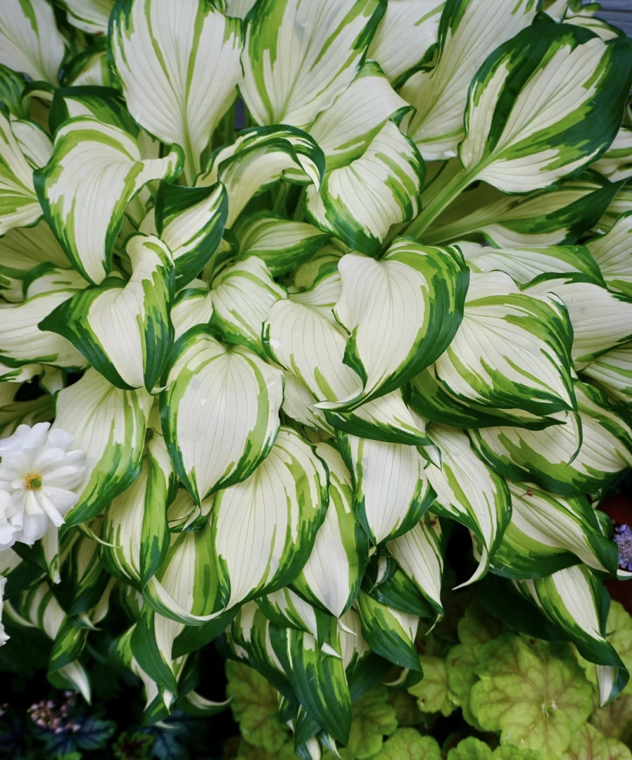 [油画玉簪波多拉] 110口径盆 花叶玉簪多年生庭院四季常青耐阴寒