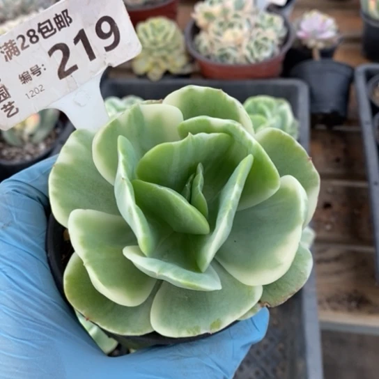 219一一一一一一一一一