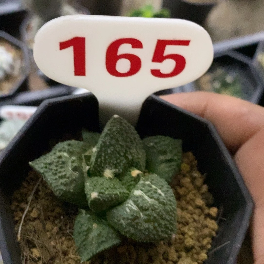 165福利特价咯哥斯拉龟甲