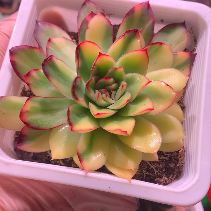 锦锦灵隐，锦哥多肉？