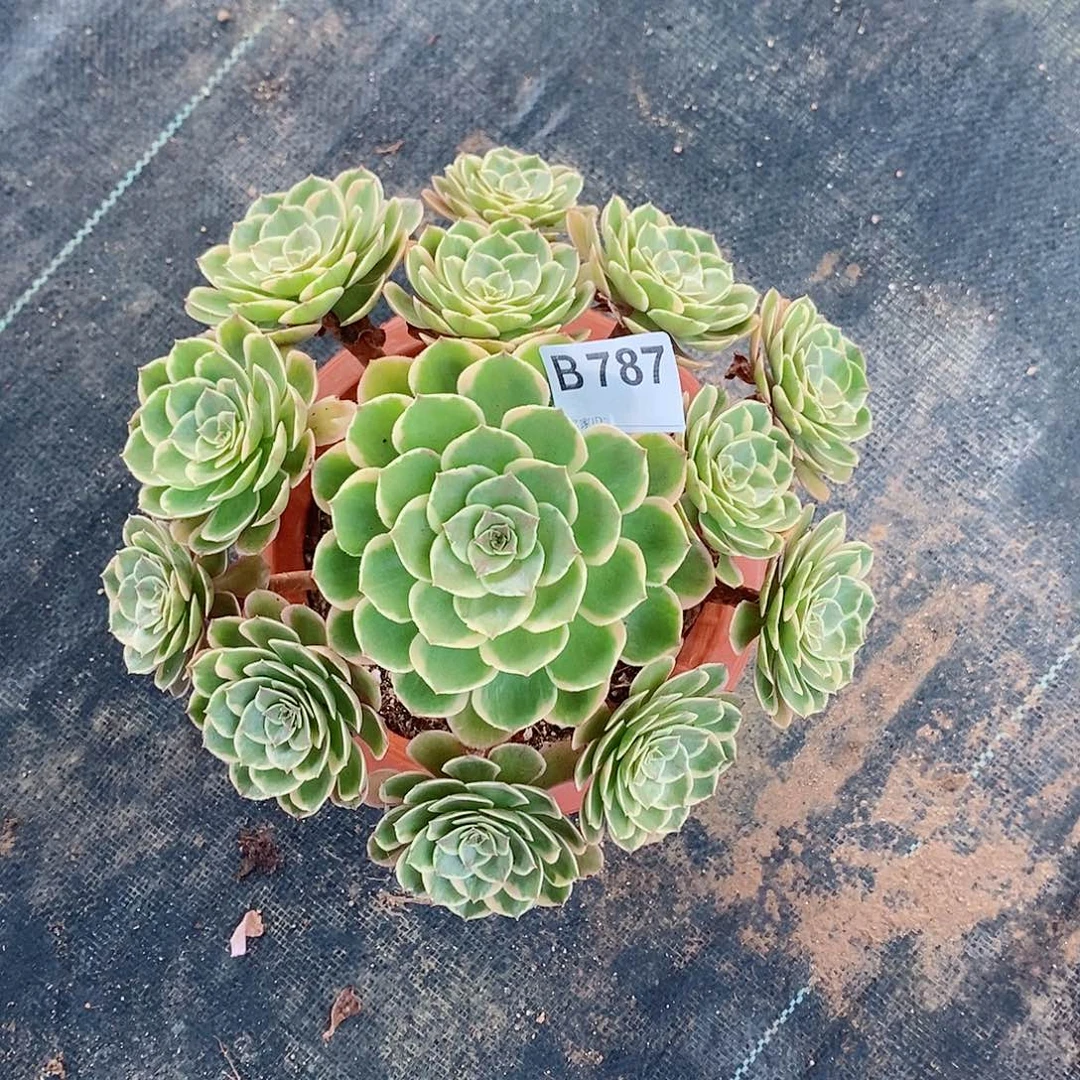粉花妖787多肉11111