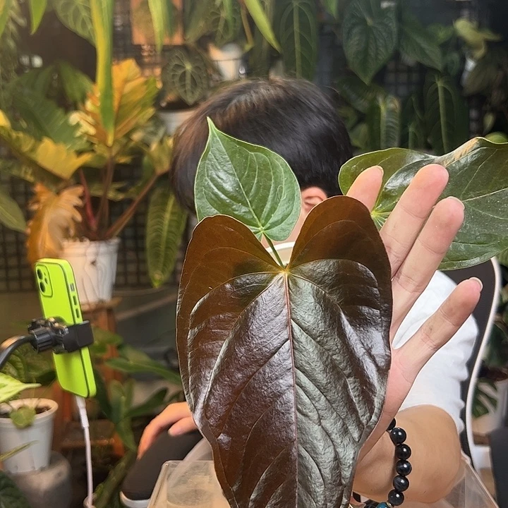 完全开放一物一拍J147