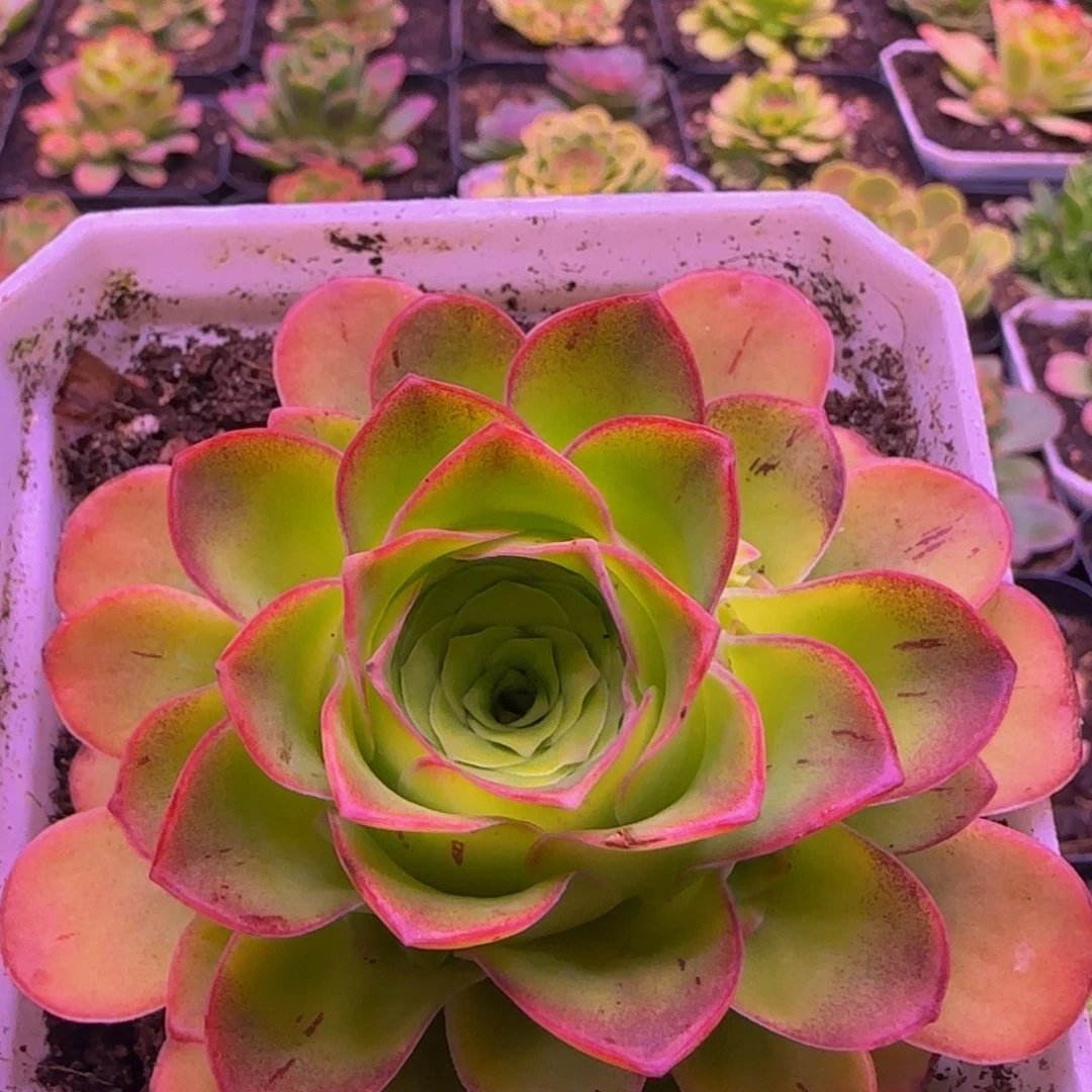 福利13434343437373543