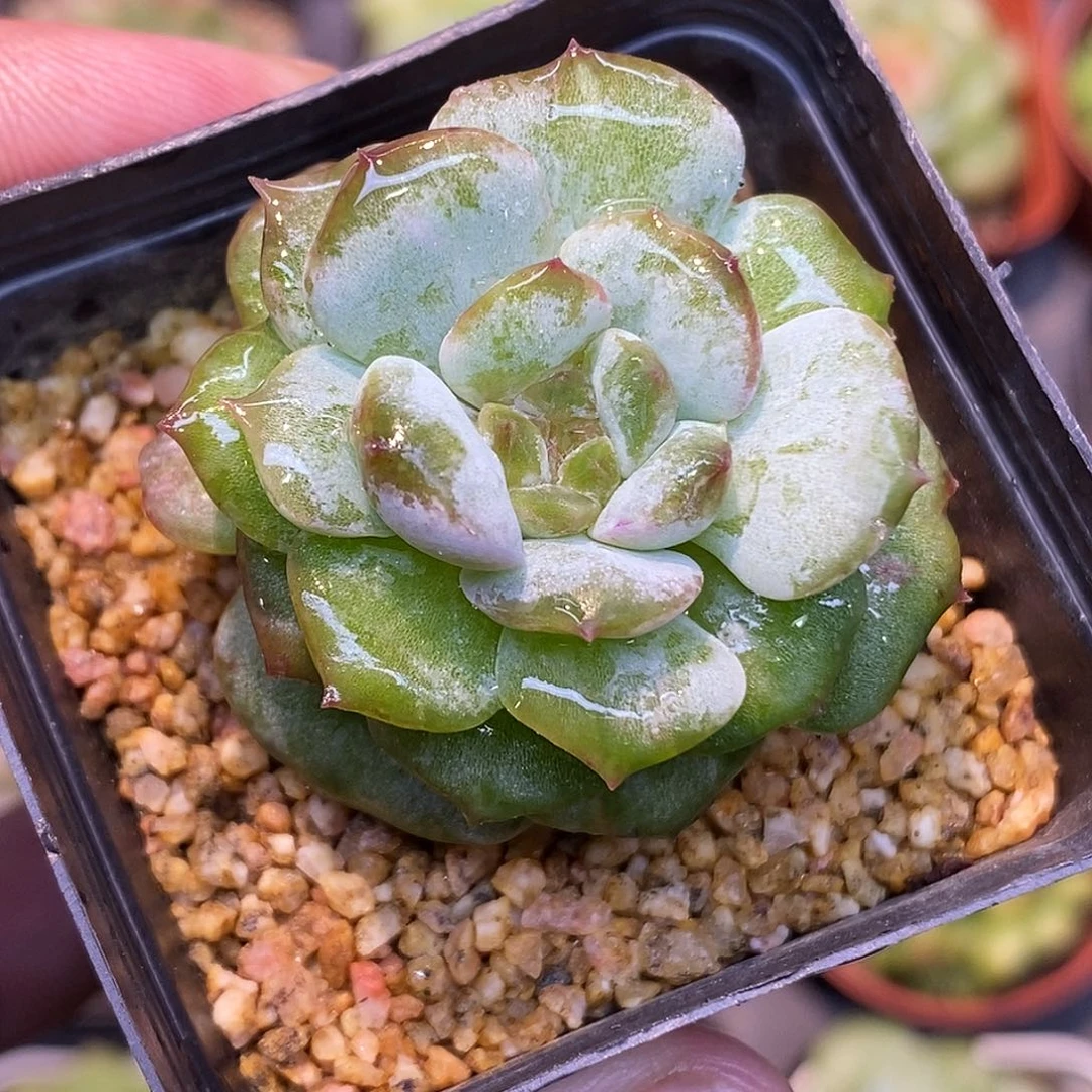 冰魄石化30包邮非偏远