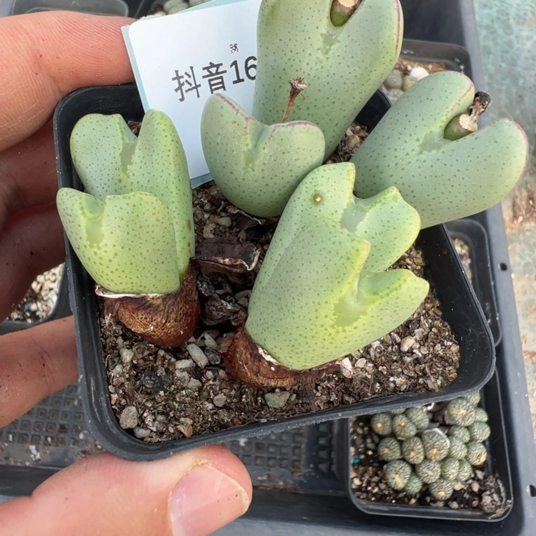 16-86肉锥多肉植物