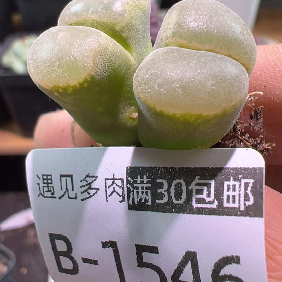 多肉植物111111111111