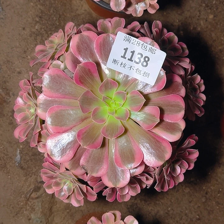 1138美杜莎多肉植物
