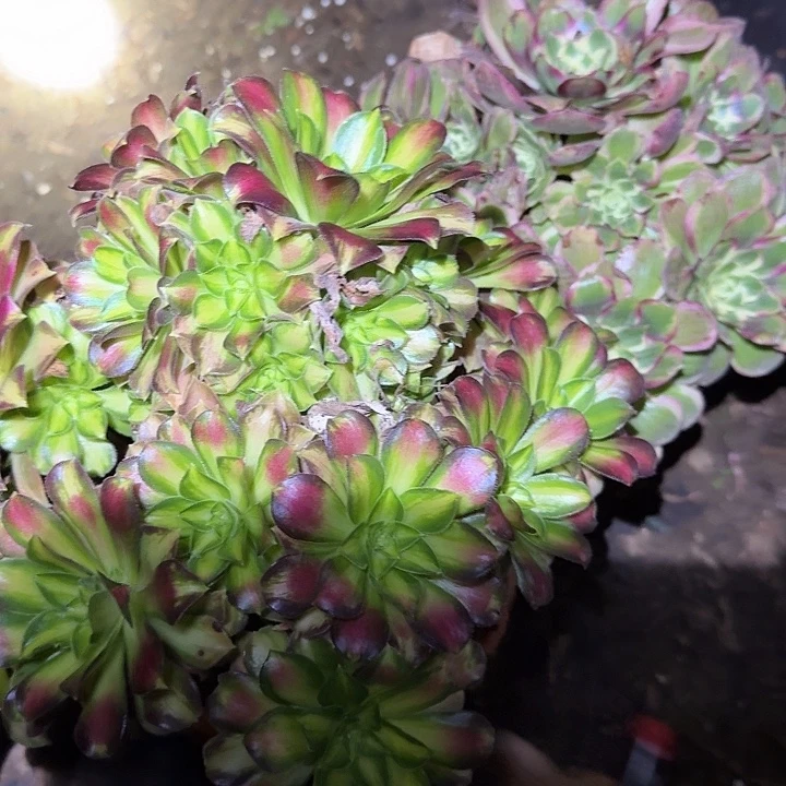 组合25，法师老桩亏本福利25